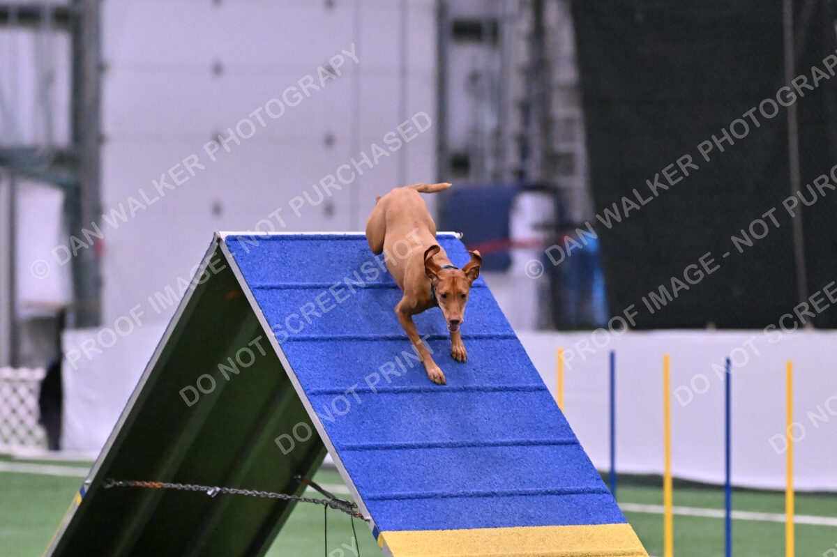 Merlot-Leslie-Myers-07864