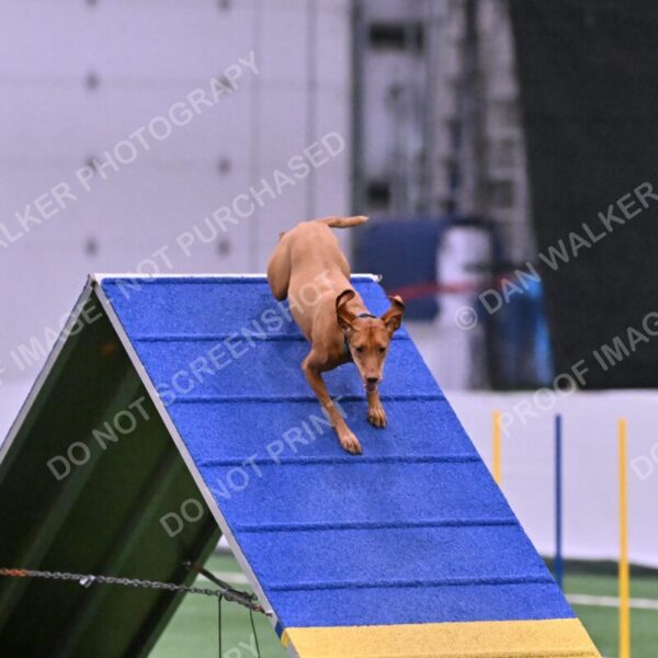 Merlot-Leslie-Myers-07864