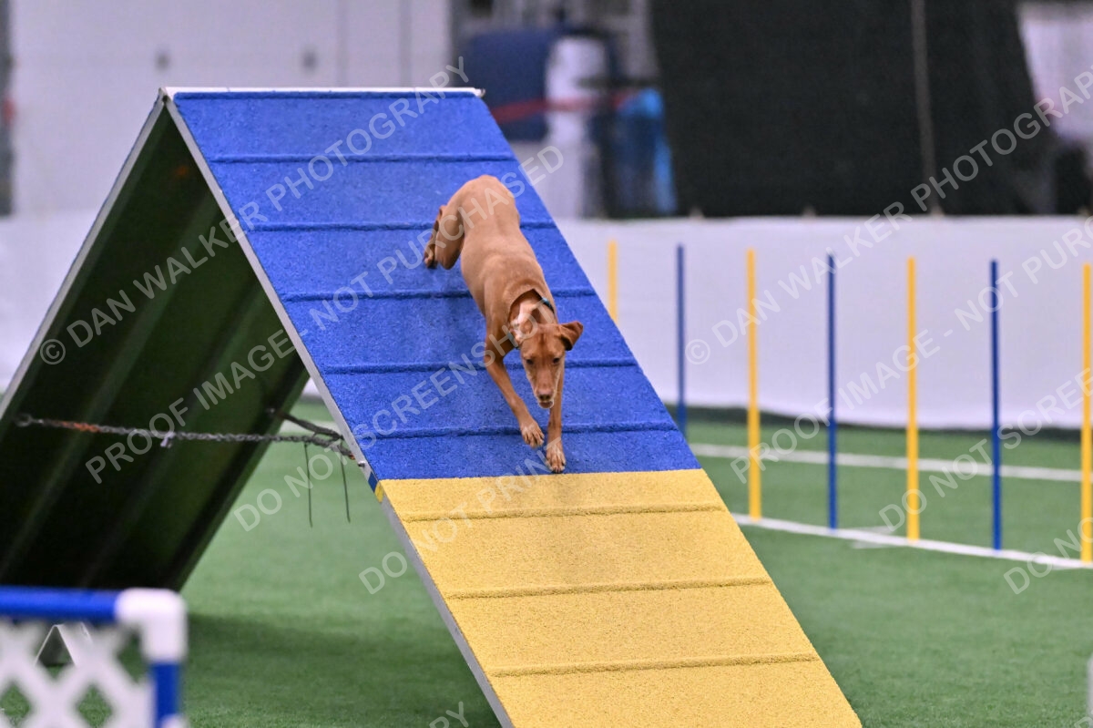 Merlot-Leslie-Myers-07865