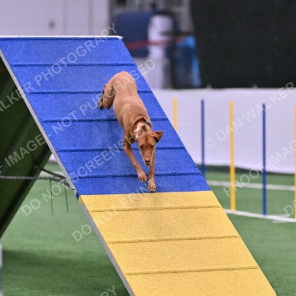 Merlot-Leslie-Myers-07865