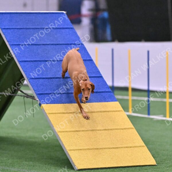 Merlot-Leslie-Myers-07866