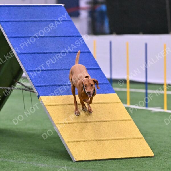 Merlot-Leslie-Myers-07867