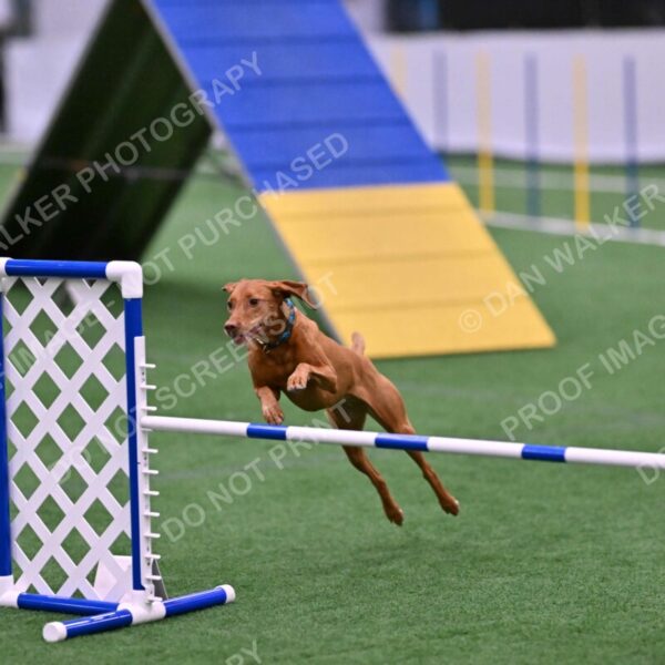 Merlot-Leslie-Myers-07872