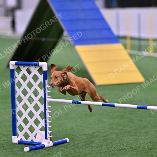 Merlot-Leslie-Myers-07873