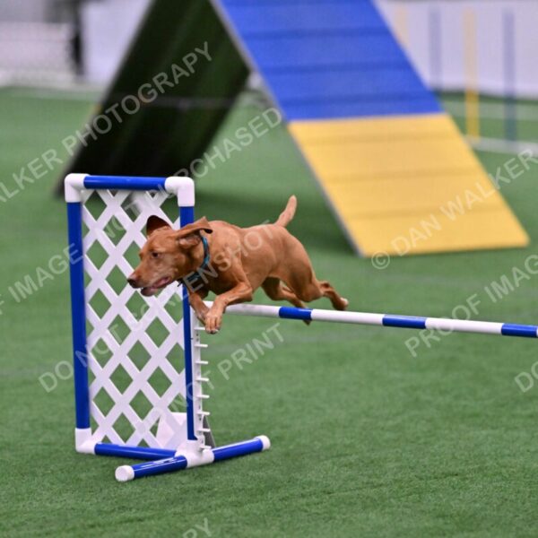 Merlot-Leslie-Myers-07874