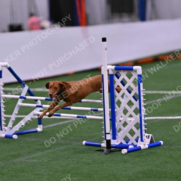 Merlot-Leslie-Myers-07881