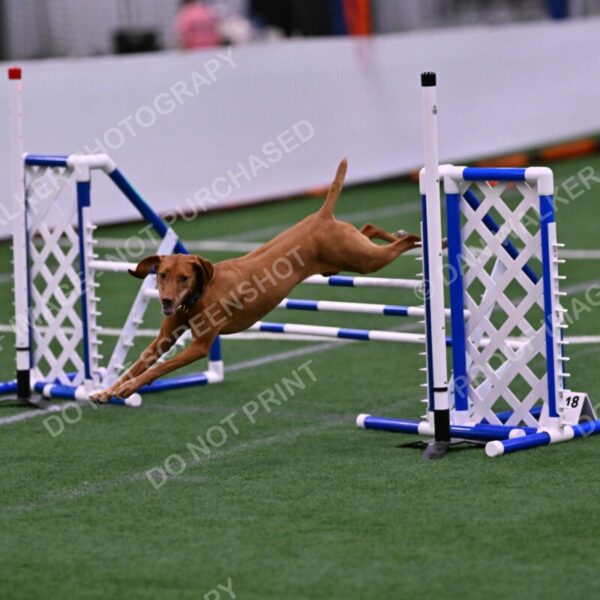 Merlot-Leslie-Myers-07882