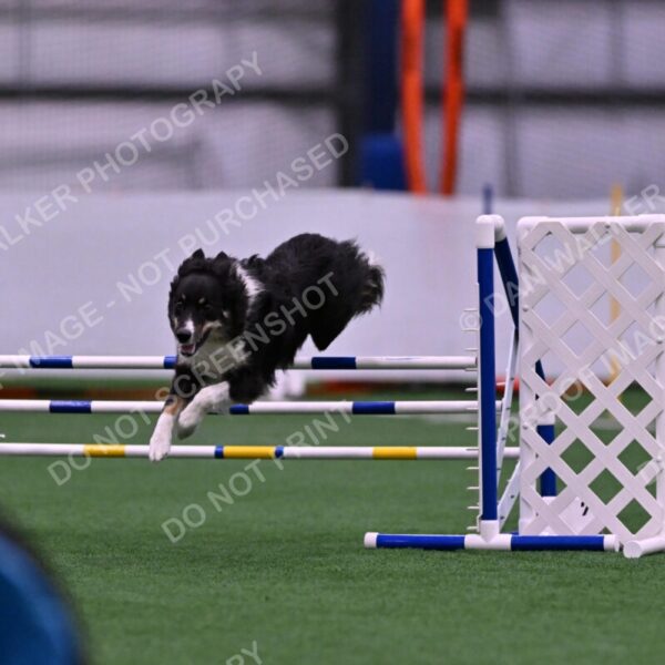 Mickey-Carolyn-Lincoln-04759