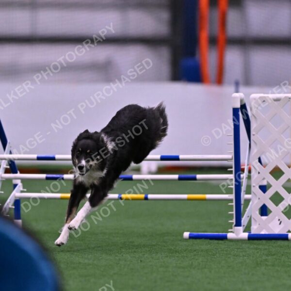 Mickey-Carolyn-Lincoln-04760