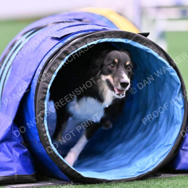 Mickey-Carolyn-Lincoln-04765