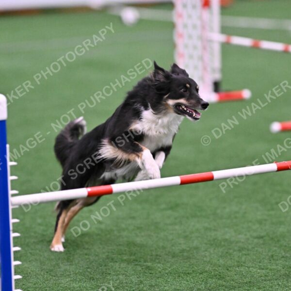 Mickey-Carolyn-Lincoln-04783