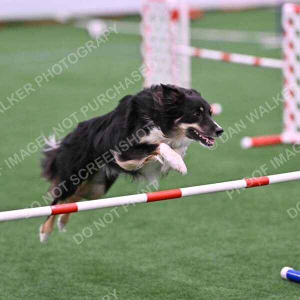 Mickey-Carolyn-Lincoln-04784