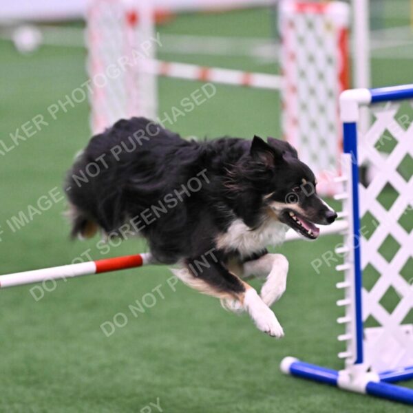 Mickey-Carolyn-Lincoln-04786