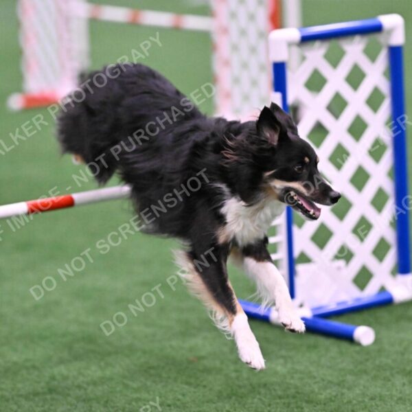 Mickey-Carolyn-Lincoln-04787