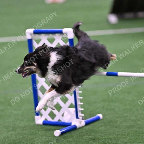 Mickey-Carolyn-Lincoln-04802