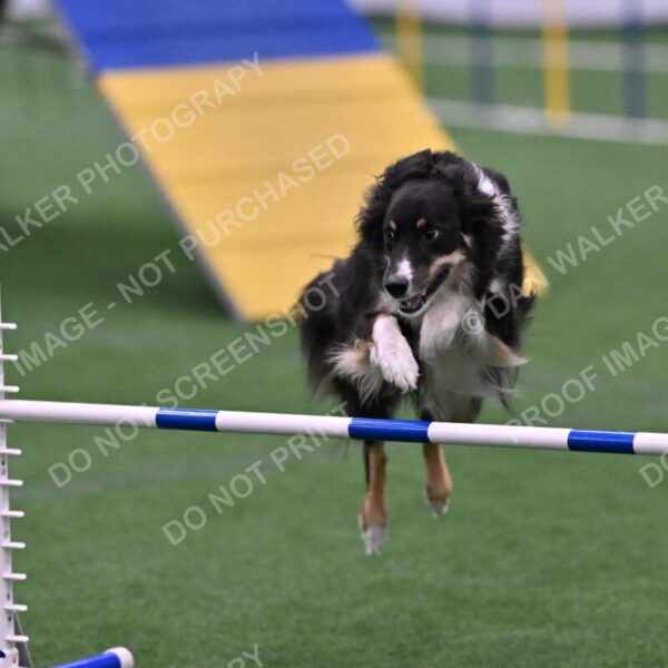 Mickey-Carolyn-Lincoln-04822