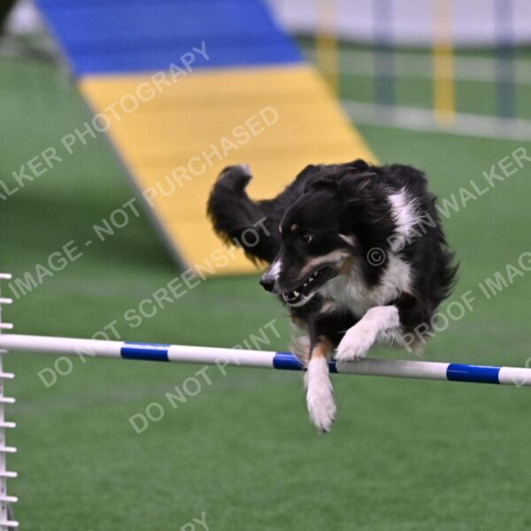 Mickey-Carolyn-Lincoln-04823