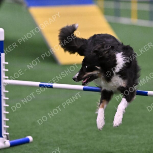 Mickey-Carolyn-Lincoln-04824