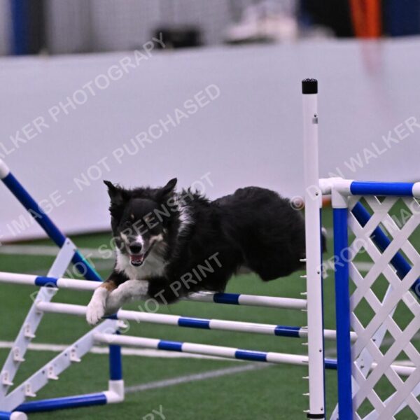 Mickey-Carolyn-Lincoln-04832