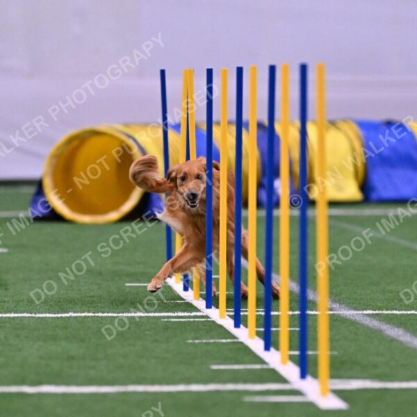 Mister-Rogers-Megan-Sapsford-05632