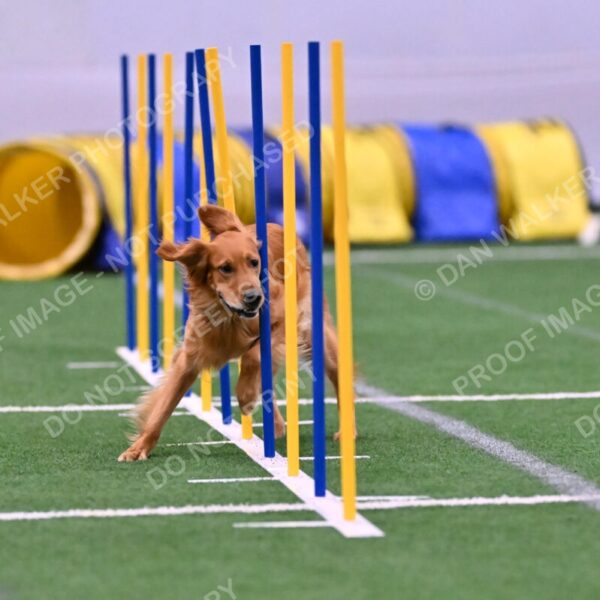 Mister-Rogers-Megan-Sapsford-05649