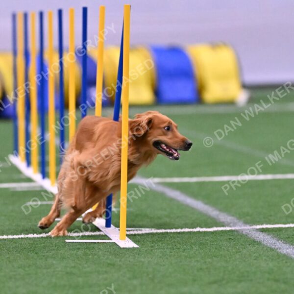 Mister-Rogers-Megan-Sapsford-05660