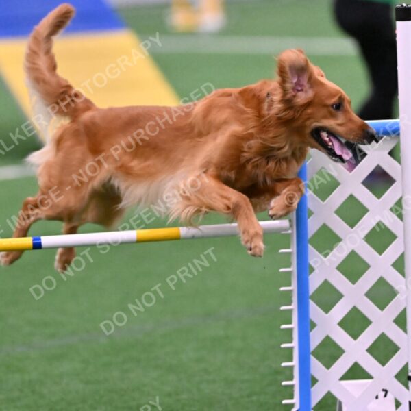 Mister-Rogers-Megan-Sapsford-05674