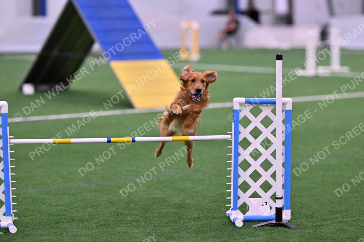 Mister-Rogers-Megan-Sapsford-05678