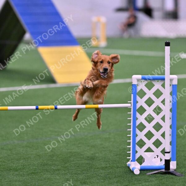 Mister-Rogers-Megan-Sapsford-05678