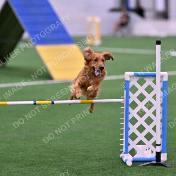 Mister-Rogers-Megan-Sapsford-05679