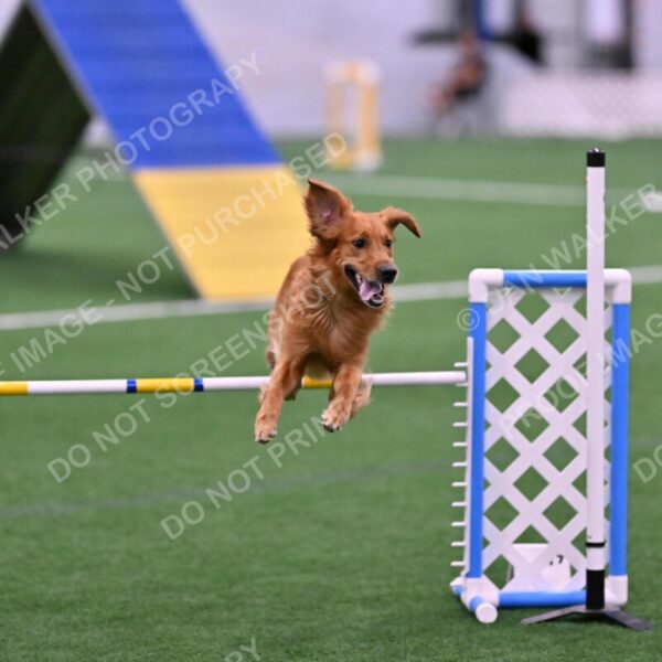 Mister-Rogers-Megan-Sapsford-05680