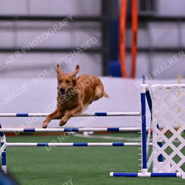 Mister-Rogers-Megan-Sapsford-05686