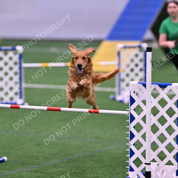 Mister-Rogers-Megan-Sapsford-05694