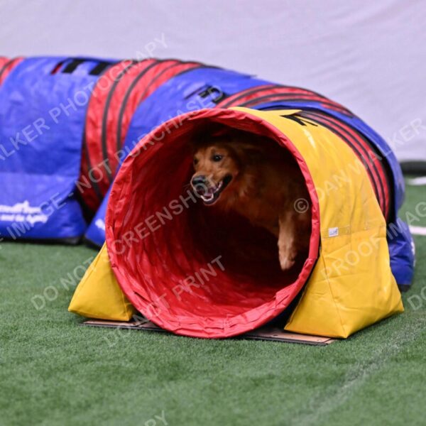 Mister-Rogers-Megan-Sapsford-05702