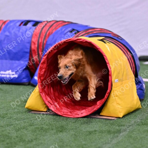 Mister-Rogers-Megan-Sapsford-05703