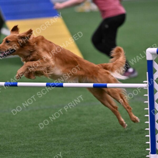 Mister-Rogers-Megan-Sapsford-05709