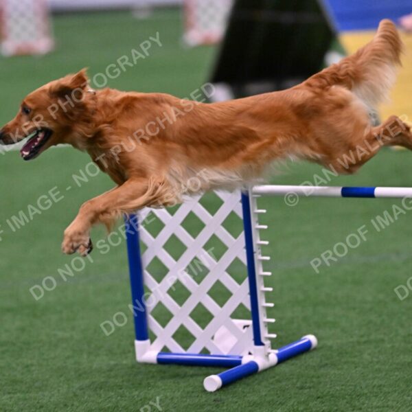 Mister-Rogers-Megan-Sapsford-05712