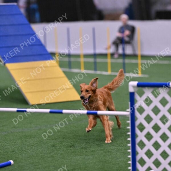 Mister-Rogers-Megan-Sapsford-05738