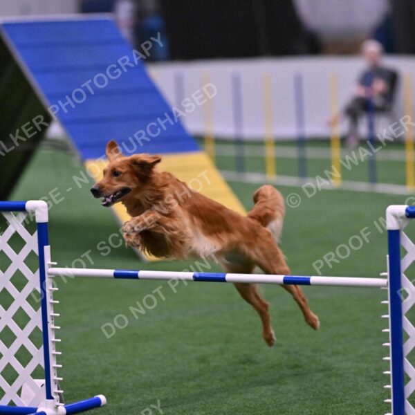 Mister-Rogers-Megan-Sapsford-05742