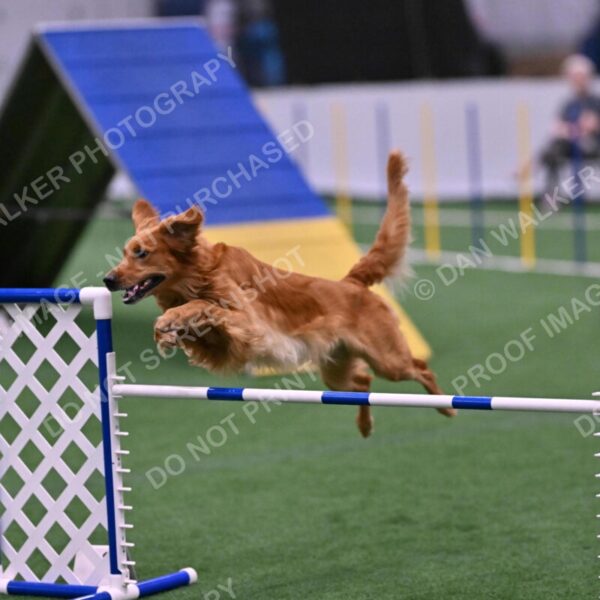 Mister-Rogers-Megan-Sapsford-05743