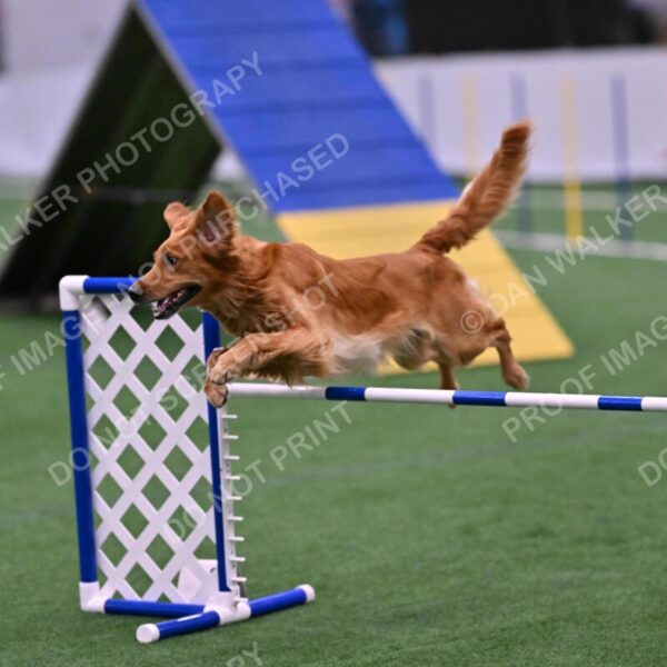 Mister-Rogers-Megan-Sapsford-05744