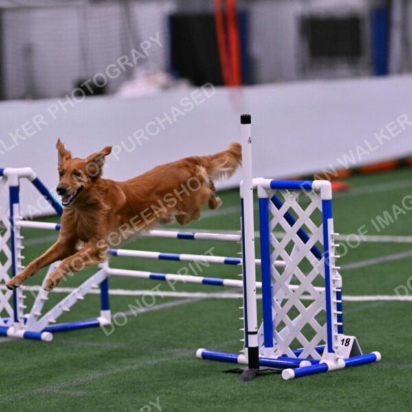 Mister-Rogers-Megan-Sapsford-05748