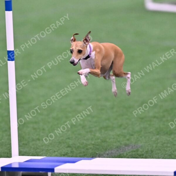 Nori-Tia-Lindeman-09562