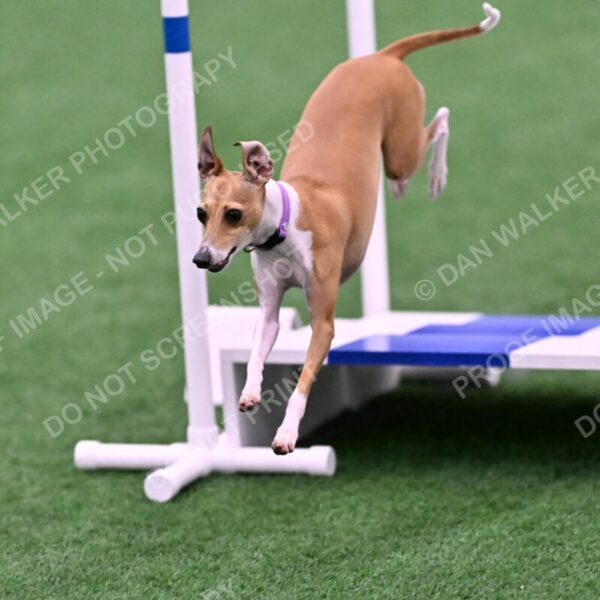 Nori-Tia-Lindeman-09565