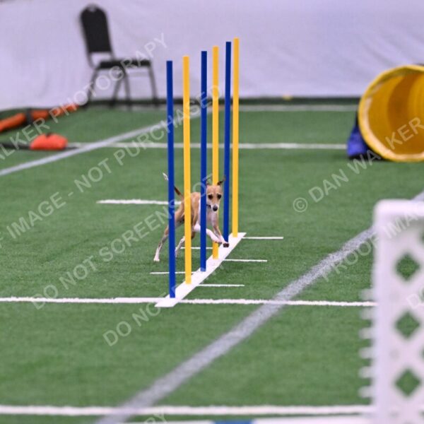 Nori-Tia-Lindeman-09571