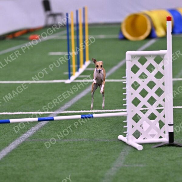 Nori-Tia-Lindeman-09584