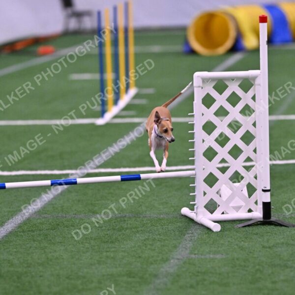 Nori-Tia-Lindeman-09588