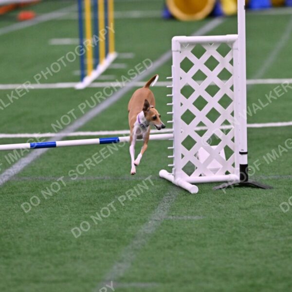 Nori-Tia-Lindeman-09589