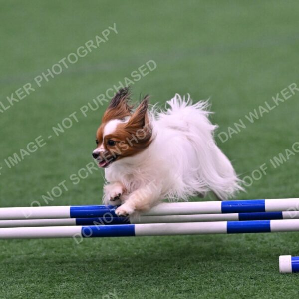 Prize-Sharon-Rooks-06471