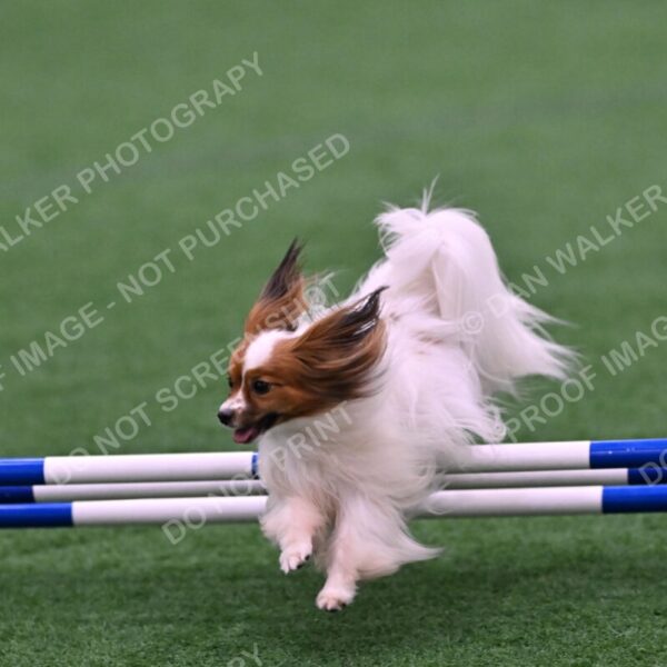 Prize-Sharon-Rooks-06472